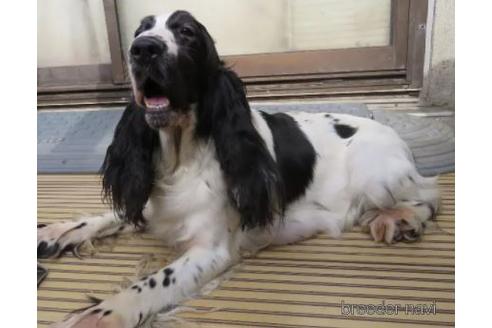 販売中のイングリッシュコッカースパニエルの親犬