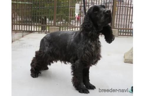販売中のイングリッシュコッカースパニエルの親犬