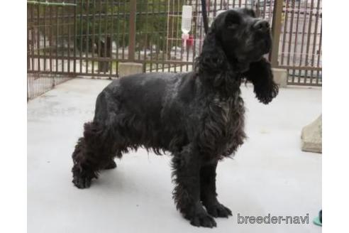 販売中のイングリッシュコッカースパニエルの親犬
