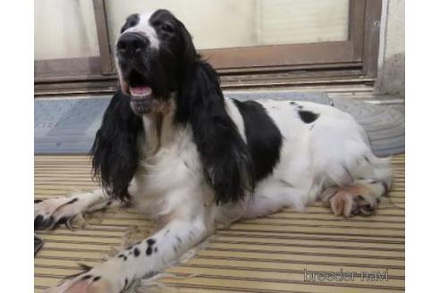 販売中のイングリッシュコッカースパニエルの親犬