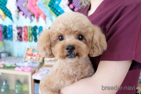 販売中のトイプードルの親犬