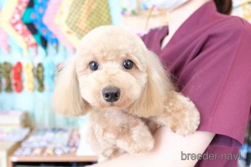 販売中のトイプードルの親犬