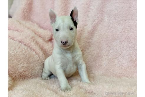 三重県のミニチュアブルテリア 男の子 21 10 07生まれ かわいい男の子です 子犬id ブリーダーナビ
