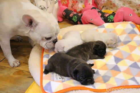 販売中のフレンチブルドッグの親犬