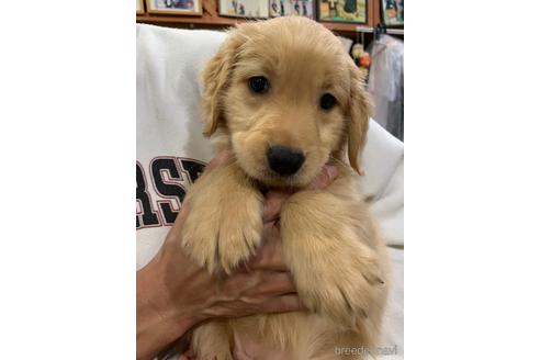 青森県のミックス犬 女の子 21 09 15生まれ ゴールデンドゥ ドル ゴールデンレトリーバーのｍｉｘ ぴんく 子犬id ブリーダーナビ