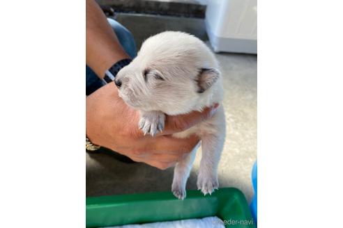 中国でオーストラリアンキャトルドッグの子犬を探す ブリーダーナビ 中国でオーストラリアンキャトルドッグの子犬を探す ブリーダーナビ