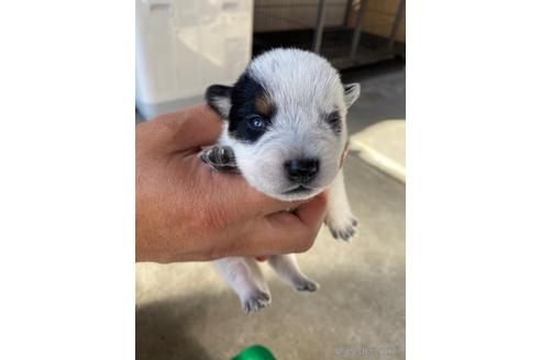 中国でオーストラリアンキャトルドッグの子犬を探す ブリーダーナビ 中国でオーストラリアンキャトルドッグの子犬を探す ブリーダーナビ