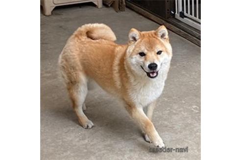 販売中の豆柴の親犬