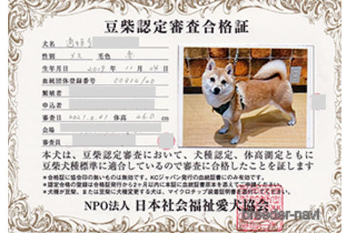 販売中の豆柴の親犬