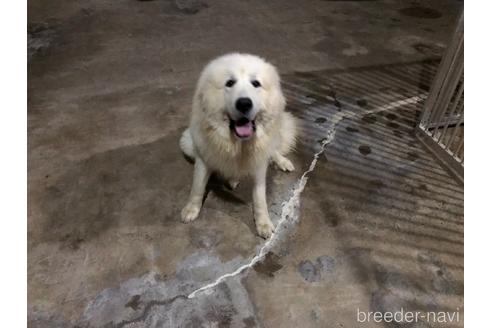 販売中のグレートピレニーズの親犬