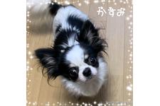 母親犬