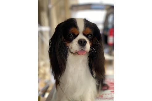 販売中のキャバリアキングチャールズスパニエルの親犬
