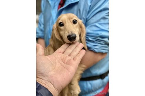 販売中のミニチュアダックスフンド(ロングヘアード)の親犬
