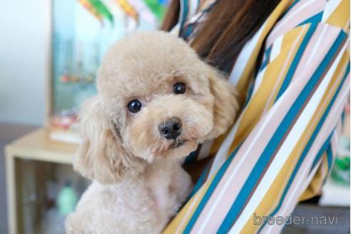 販売中のトイプードルの親犬