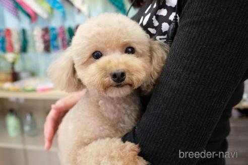 販売中のトイプードルの親犬