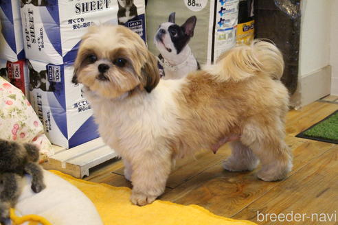 販売中のシーズーの親犬