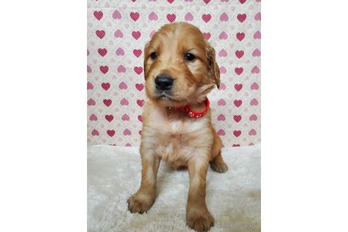 岩手県のミックス犬 女の子 21 10 06生まれ ゴールデンレトリバーとアイリッシュセッターのミックス Baby 子犬id ブリーダーナビ