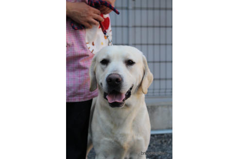 販売中のラブラドールレトリーバーの親犬
