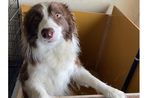 販売中のボーダーコリーの親犬