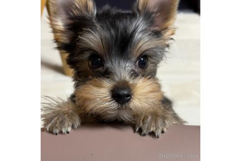 神奈川県のヨークシャーテリア 女の子 21 08 31生まれ 4兄妹 末っ子のオレンジちゃん 子犬id ブリーダーナビ