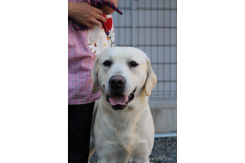 販売中のラブラドールレトリーバーの親犬