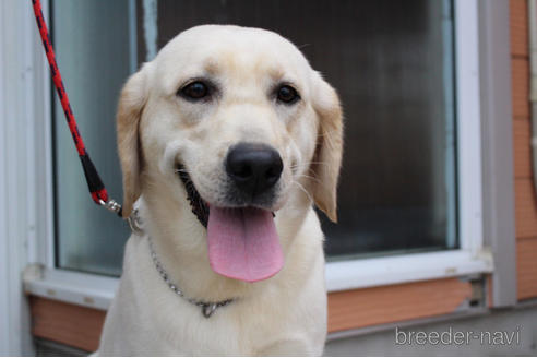 販売中のラブラドールレトリーバーの親犬