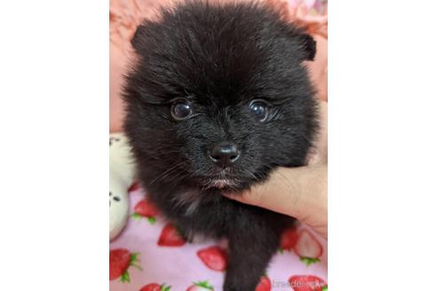 神奈川県のポメラニアン 男の子 21 10 09生まれ ブラックの人懐っこい エリートぼくちゃん 子犬id ブリーダーナビ