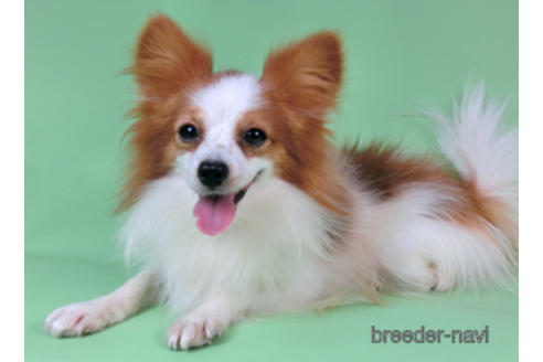 販売中のパピヨンの親犬