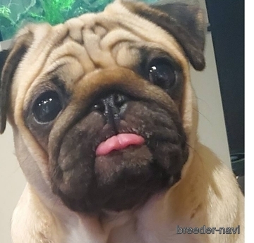 小川ブリーダー