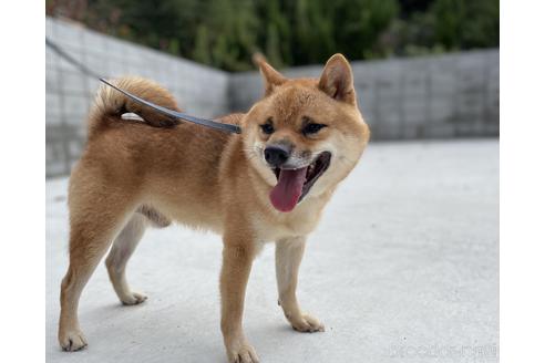 販売中の豆柴の親犬