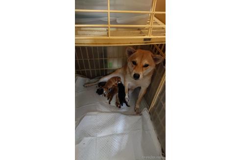 販売中の柴犬の親犬