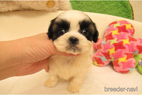 関西でシーズーの子犬を探す（147ページ目）｜ブリーダーナビ