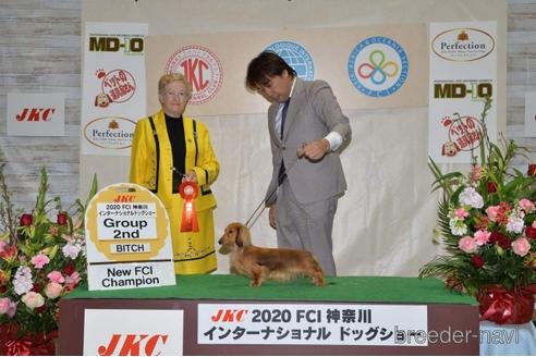 販売中のカニンヘンダックスフンド(ロングヘアード)の親犬