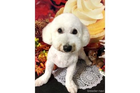 販売中のビションフリーゼの親犬