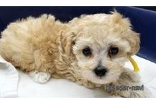 ♀︎マルプー:マルチーズ×トイプードル