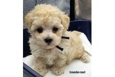 ♀︎マルプー:マルチーズ×トイプードル