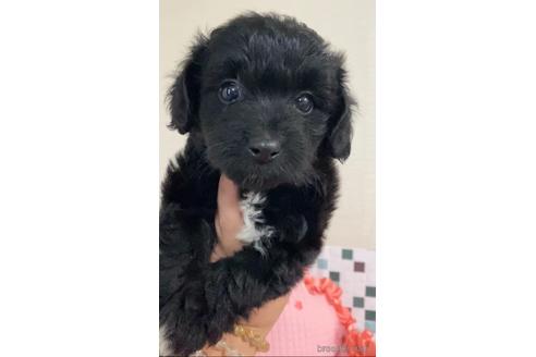 茨城県のミックス マルプー マルチーズ トイプードル 女の子 21 10 10生まれ ブラック 黒 子犬id ブリーダーナビ 茨城県のミックス マルプー マルチーズ トイプードル 女の子 21 10 10生まれ ブラック 黒 子犬id ブリーダーナビ