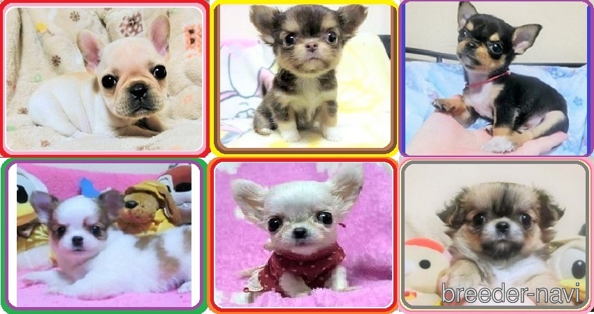 アイドルブリーダー