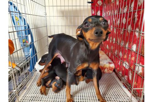 販売中のミニチュアピンシャー(ミニピン)の親犬