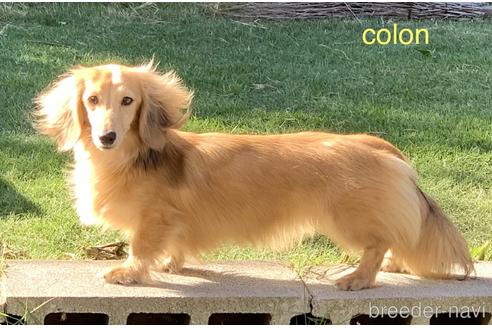販売中のカニンヘンダックスフンド(ロングヘアード)の親犬