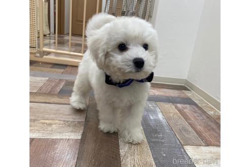大阪府のビションフリーゼ 男の子 21 09 06生まれ ホワイト 白 子犬id ブリーダーナビ
