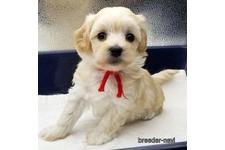 ♀︎マルプー:マルチーズ×トイプードル