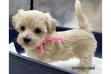♀︎マルプー:マルチーズ×トイプードル