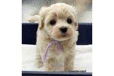 ♀︎マルプー:マルチーズ×トイプードル