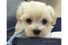 ♀︎マルプー:マルチーズ×トイプードル