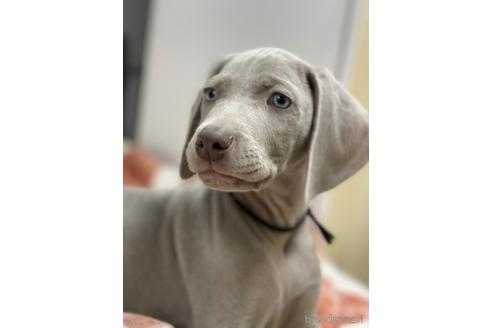 ワイマラナーの子犬を探す ブリーダーナビ ワイマラナーの子犬を探す ブリーダーナビ