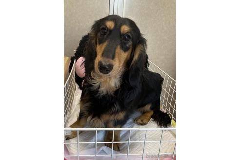長野県のスタンダードダックスフンド 男の子 21 01 16生まれ しっかりした可愛いお顔の子です 子犬id ブリーダーナビ
