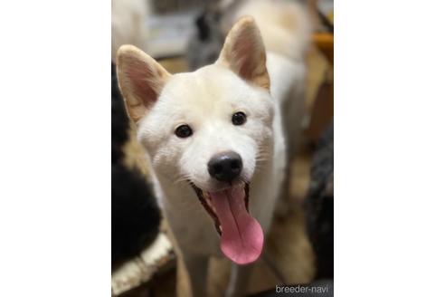 長野県の柴犬 女の子 21 03 09生まれ 大きい柴犬です 子犬id 1586 ブリーダーナビ