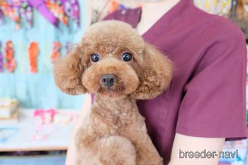 販売中のトイプードルの親犬