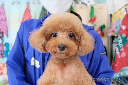 販売中のトイプードルの親犬